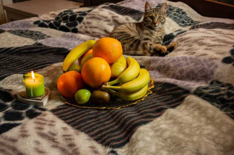 Valor de Comida Natural para Gatos Castrados Juquitiba - Comida Natural para Animais