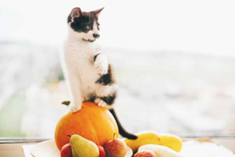 Valor de Comida Natural para Gatos Diabéticos Vila Hamburguesa - Comida de Gato Natural