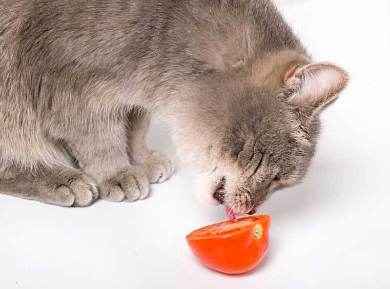Valor de Comida Natural para Gatos e Cães Campos Elísios - Comida Natural para Gato com Problema Renal
