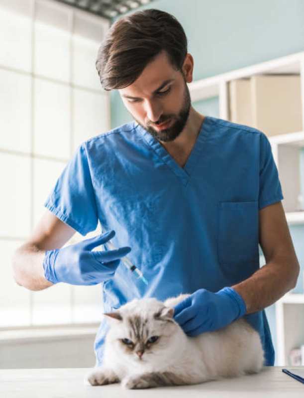 Valor de Consulta Veterinária para Gatos Mairiporã - Consulta Veterinária ABC