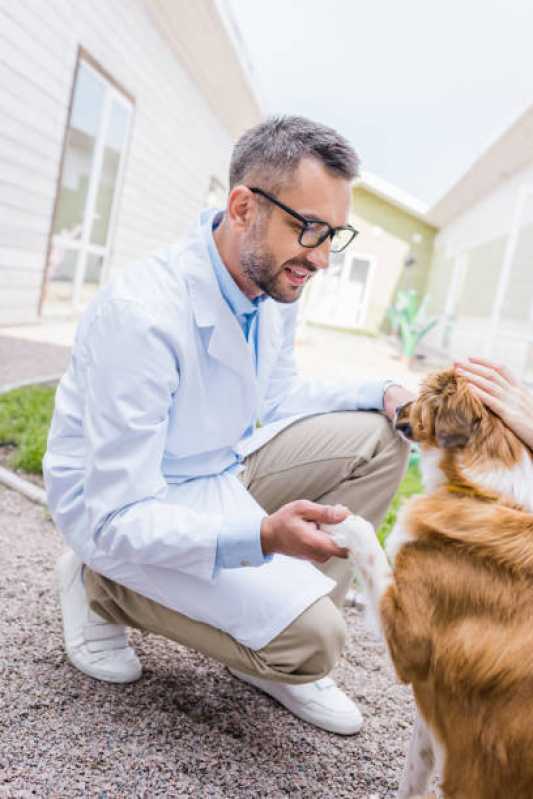 Valor de Consulta Veterinária Pet Santo Amaro - Consulta Veterinária para Cachorros