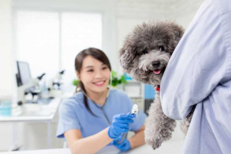 Valor de Consulta Veterinária Vila Cordeiro - Consulta Veterinária para Animais