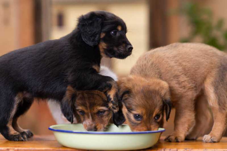 Valor de Ração de Cachorro Filhote Pacaembu - Ração Natural para Cães