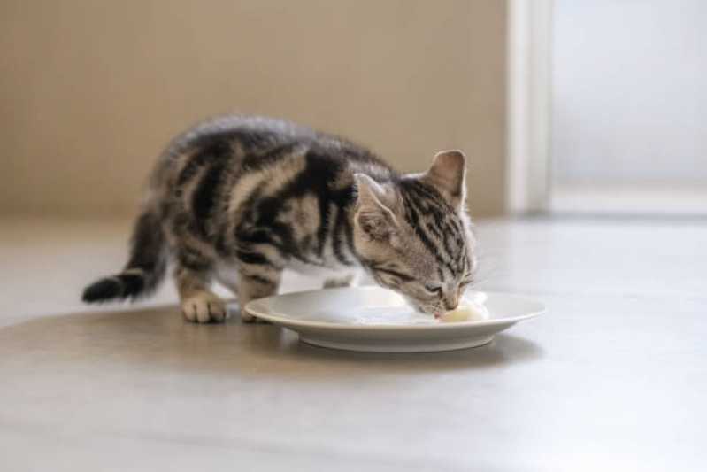Valor de Ração de Gato Castrado Brooklin Paulista - Ração Natural para Gatos