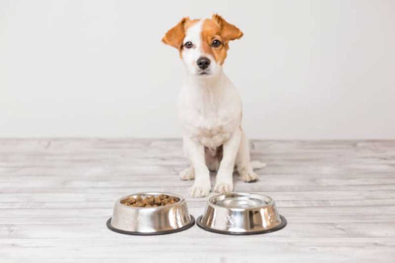 Valor de Ração para Cachorro Idoso Jd. da Glória - Ração para Cães Diabéticos