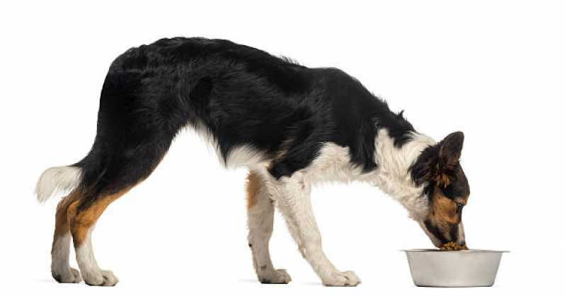 Valor de Ração para Cães Diabéticos Barueri - Ração para Cachorro Idoso