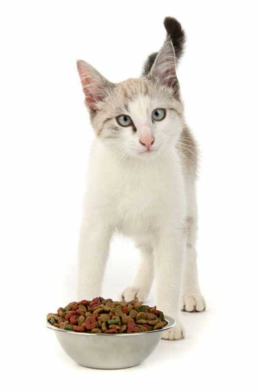 Valor de Ração para Filhote de Gato Parque Jabaquara - Ração Natural para Gato