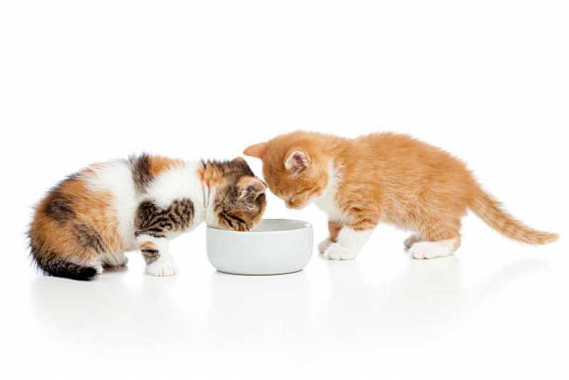 Valor de Ração para Gato Socorro - Ração para Gato ABC