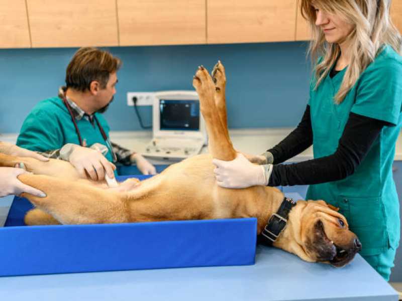 Veterinário Especialista em Cachorros Contato Sumarezinho - Veterinário para Cachorros