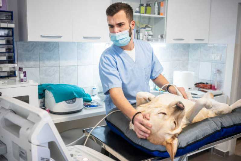 Veterinário Especialista em Cachorros Vila Pompéia - Veterinário