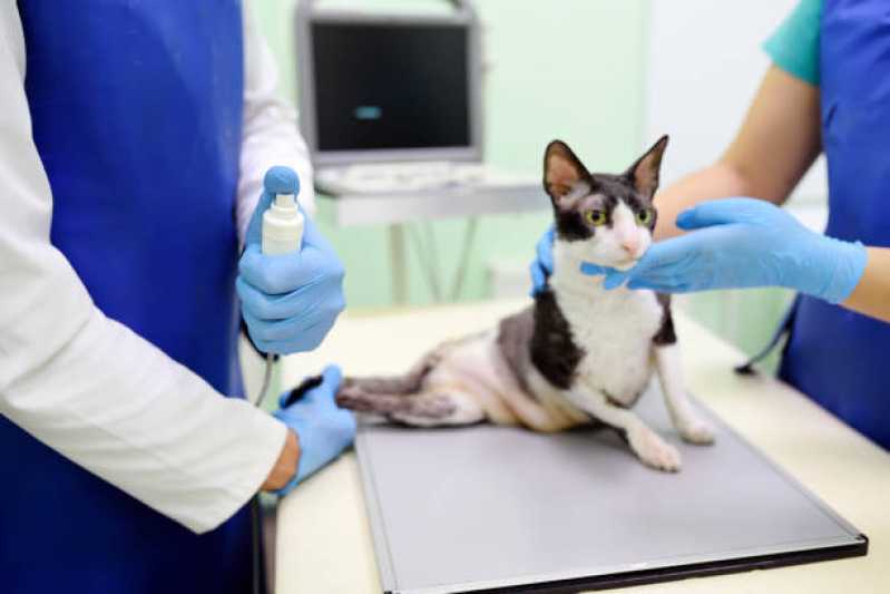 Veterinário Especialista em Gatos Contato Vila Madalena - Veterinário para Cachorros
