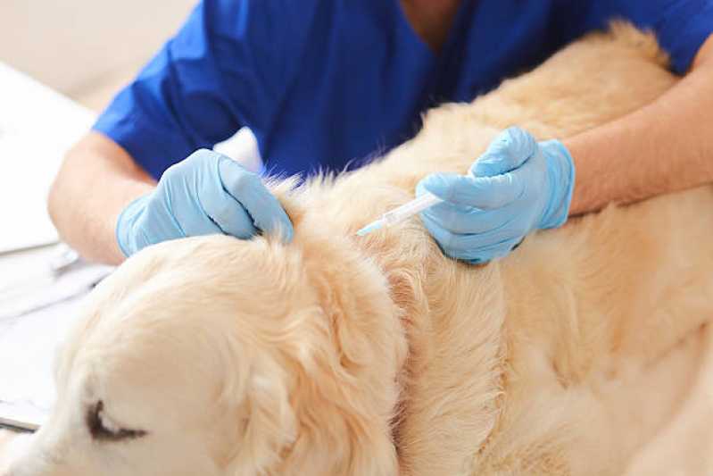 Veterinário para Cachorros Contato Alto de Pinheiros - Veterinário Especialista em Gatos