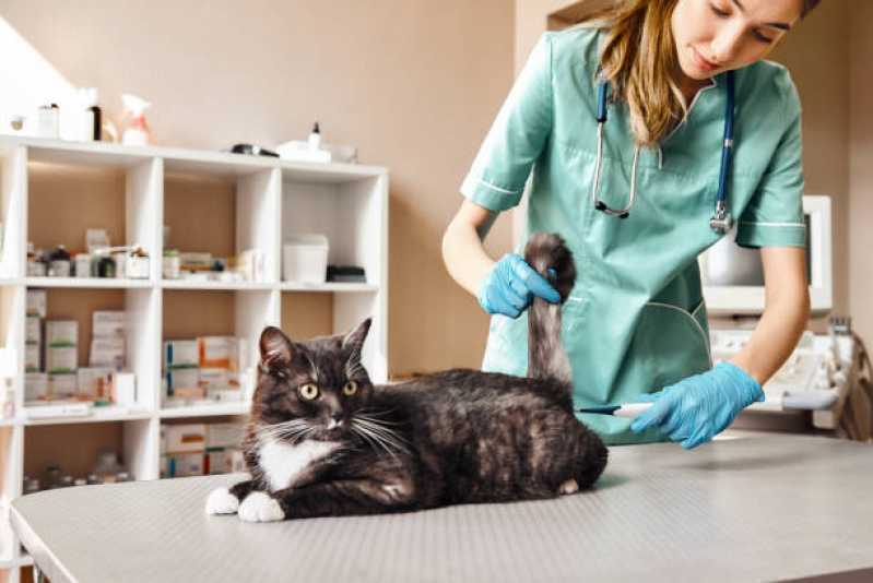 Veterinário Perto de Mim Boaçava - Veterinário Especialista em Gatos